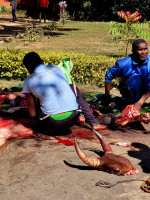 /album/fotogaleria-madagaskar-zajazd-vy-a-my1/madagaskar-zajazd-69-jpg2/